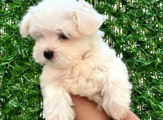 Maltese Terrier görsel