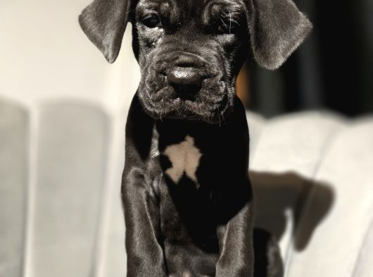 Daha Iyisi Yok Blue Ve Siyah Renk Cane Corso görsel