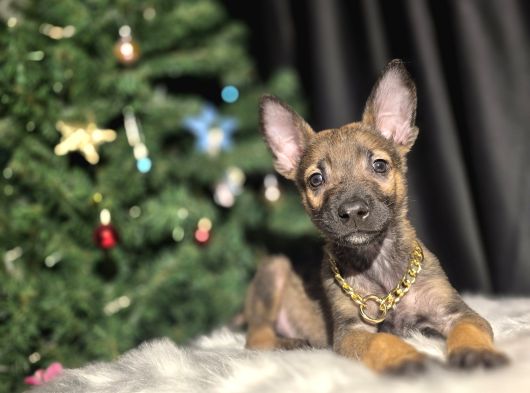 Eğitimli Erkek Belçika Kurdu görsel