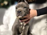 Daha iyisi yok blue ve siyah renk cane corso
