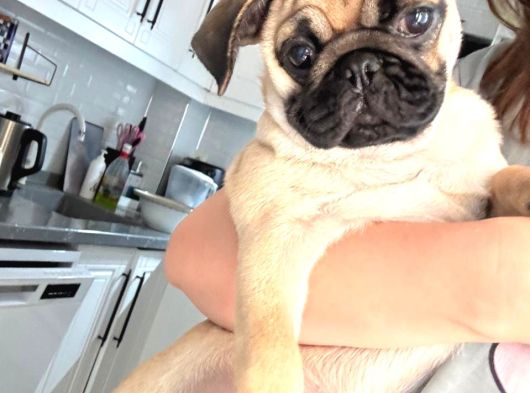 5 Aylık Pug görsel