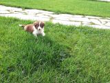 Border Collie Yavruları Istanbul