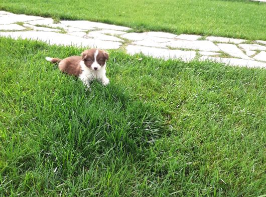 Border Collie Yavruları Istanbul görsel