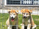Japon Aki̇ta Inu Yavrulari̇ İstanbul