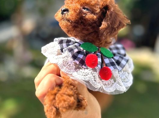 Kore Poodle Dişi Teacup Yavrumuz görsel