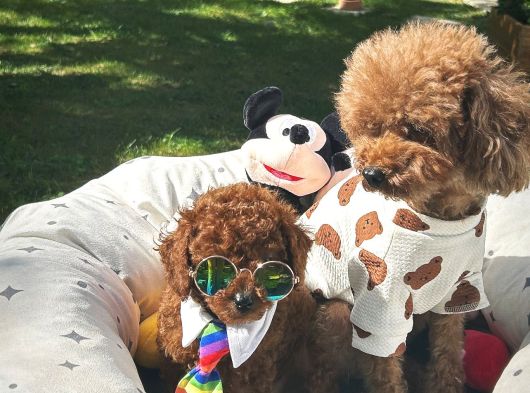 Kore Poodle Kızımın Bebekleri
