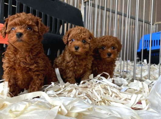 Red Brown Poodle Yavrulari̇ Si̇zleri̇ Bekli̇yor görsel