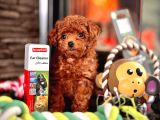Red Brown Poodle Yavrulari̇ Si̇zleri̇ Bekli̇yor