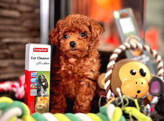 Red Brown Poodle Yavrulari̇ Si̇zleri̇ Bekli̇yor görsel