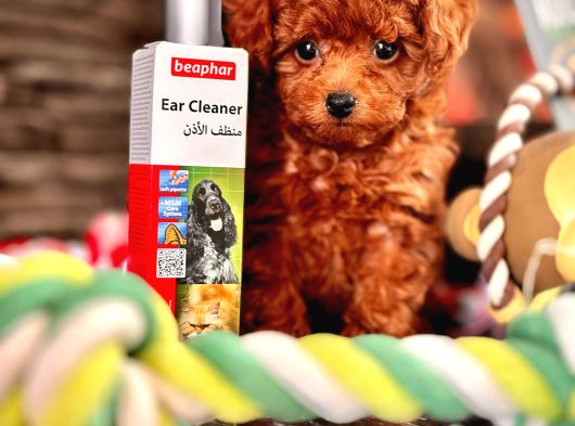 Red Brown Poodle Yavrulari̇ Si̇zleri̇ Bekli̇yor görsel