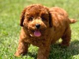 RED BROWN POODLE YAVRULARİ SİZLERİ BEKLİYOR