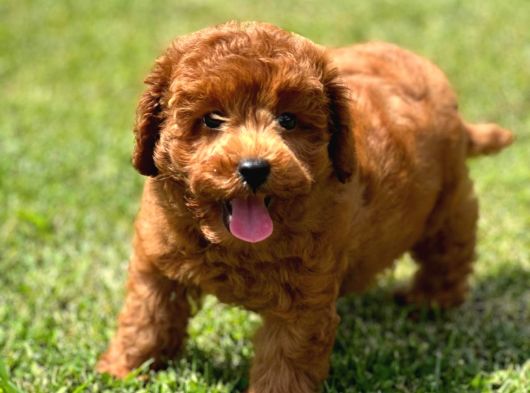 Red Brown Poodle Yavrulari̇ Si̇zleri̇ Bekli̇yor