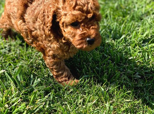 Muhteşem Toy Poodle Yavrulari İstanbul görsel