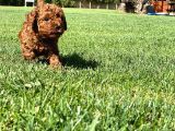 Muhteşem Toy Poodle Yavrulari İstanbul