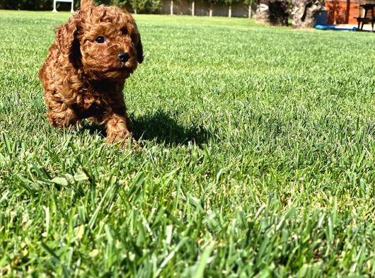 Muhteşem Toy Poodle Yavrulari İstanbul görsel