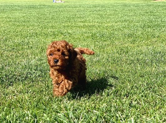 Muhteşem Toy Poodle Yavrulari İstanbul görsel