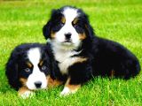 Bernese Mountain Dog Yavruları Istanbul