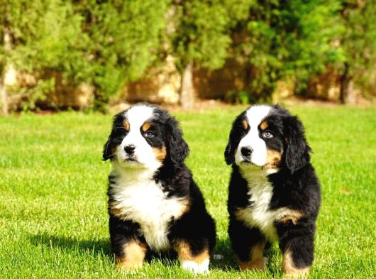 Bernese Mountain Dog Yavruları Istanbul görsel