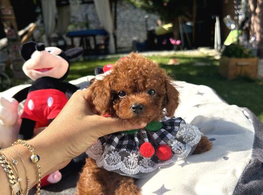 Kore Poodle Dişi Teacup Yavrumuz
