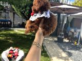 Kore Poodle Dişi Teacup Yavrumuz