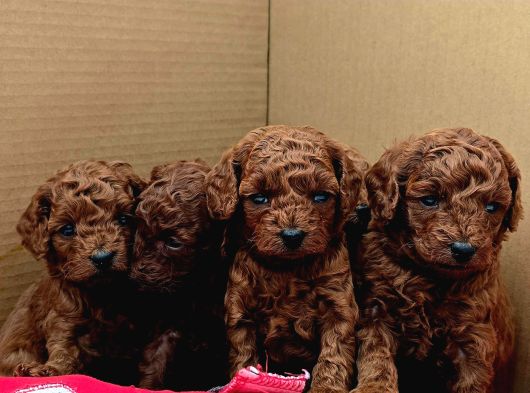 Toy Poodle görsel