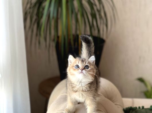 Irkinin En İyi̇si̇ Nadi̇r Renk Bri̇ti̇sh Golden Black görsel