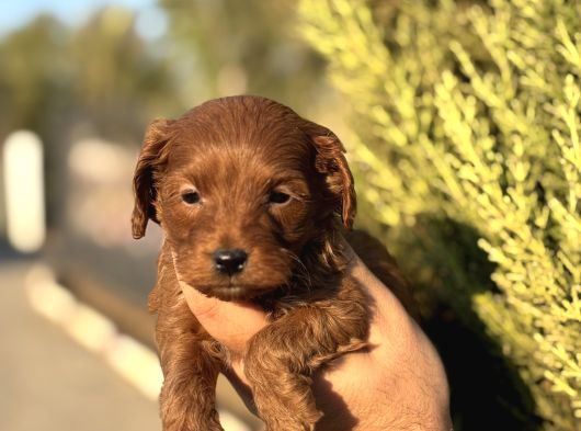 Poodle Ayarında Maltipoo Yavrularımız görsel