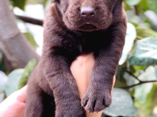 Sevimli Dost Canlısı Labrador Yavrular görsel