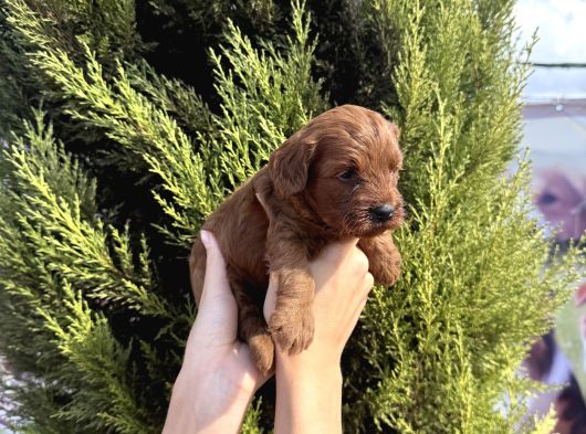 A Kelite Maltipo