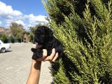 Black Poodle