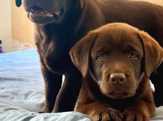 Labrador Retriever Yavrulari Istanbul görsel