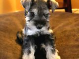 SCHNAUZER YAVRULARI