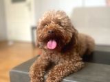 Toy Poodle Yavrular İstanbul Esenler