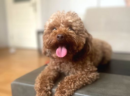 Toy Poodle Yavrular İstanbul Esenler görsel