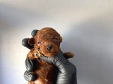 toy poodle yavrular