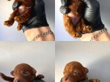Toy Poodle Yavrular İstanbul Esenler