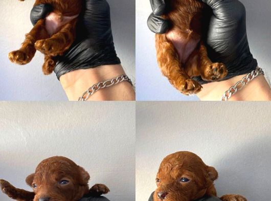 Toy Poodle Yavrular İstanbul Esenler görsel