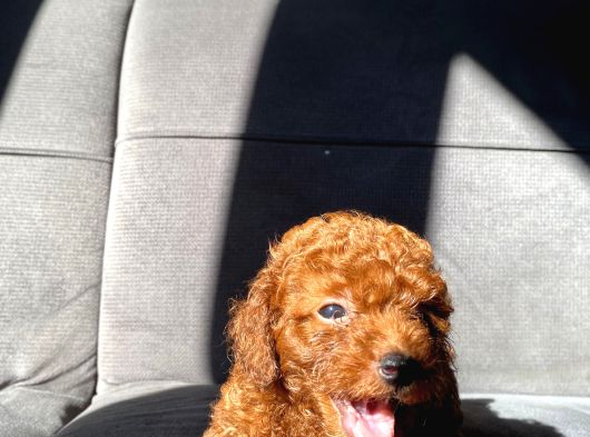 Toy Poodle Yavrular İstanbul Esenler görsel