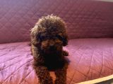 Toy Poodle Yavrular İstanbul Esenler