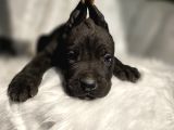 Üst Kalite Siyah Ve Blue Cane Corso Yavrular