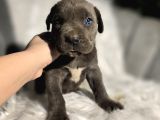 Üst Kalite Siyah Ve Blue Cane Corso Yavrular