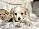 Çok uyguna 0 numara terrier yavrular