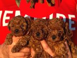 Teacup Korea Orji̇nal Kg Garanti̇li̇ Bebekler