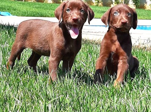 Labrador Retriever Yavrulari Istanbul
