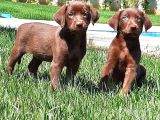 Labrador Retriever Yavrulari Istanbul