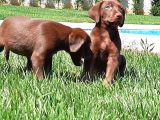 Labrador Retriever Yavrulari Istanbul