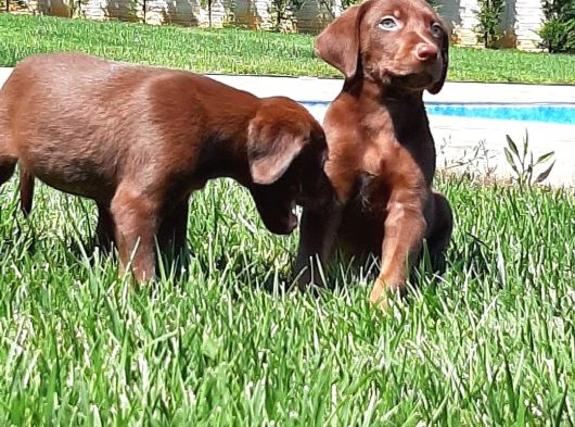 Labrador Retriever Yavrulari Istanbul görsel