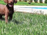 Labrador Retriever Yavrulari Istanbul