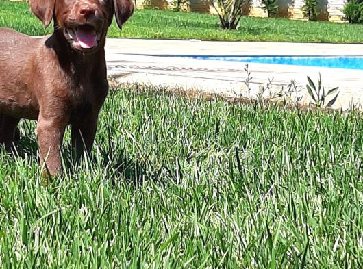 Labrador Retriever Yavrulari Istanbul görsel