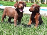 Labrador Retriever Yavrulari Istanbul